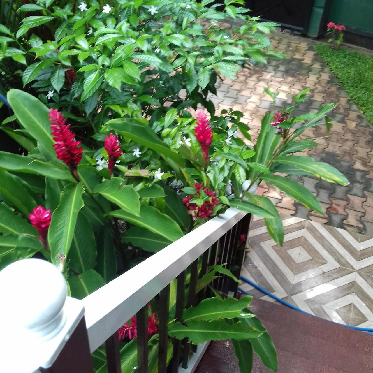 Rainbow Guest House Хикадува Екстериор снимка